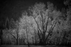 201805064862-Yosemite-morning-trees-BW