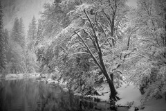 Oak-Tree-Merced-River-