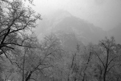trees-snow-branches_1