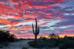 Arizona-Tucson-Desert