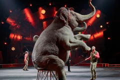 Elephant-Circus
