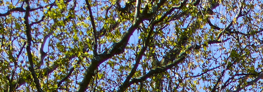 After image
